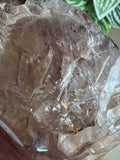 Crocodile Quartz