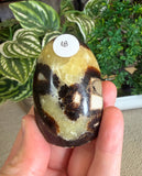 Septarian Free Forms