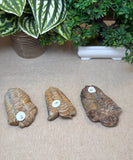 Trilobites