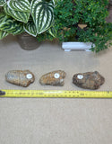 Trilobites