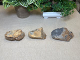 Trilobites