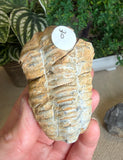 Trilobites