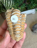 Trilobites
