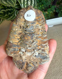 Trilobites