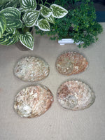 Natural Abalone Shells