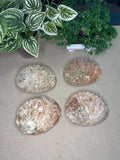 Natural Abalone Shells