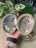 Natural Abalone Shells