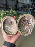 Natural Abalone Shells