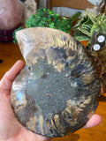 Sliced Ammonite Pair