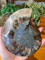 Sliced Ammonite Pair