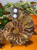 Sliced Ammonite Pair