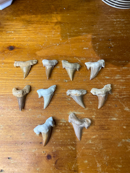 Shark Teeth