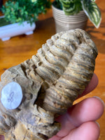 Trilobite