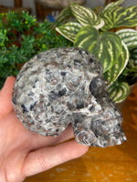 Yooperlite Skull