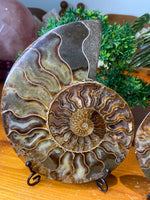 Sliced Ammonite Pair