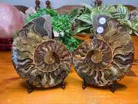 Sliced Ammonite Pair