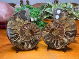 Sliced Ammonite Pair