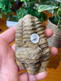 Trilobite